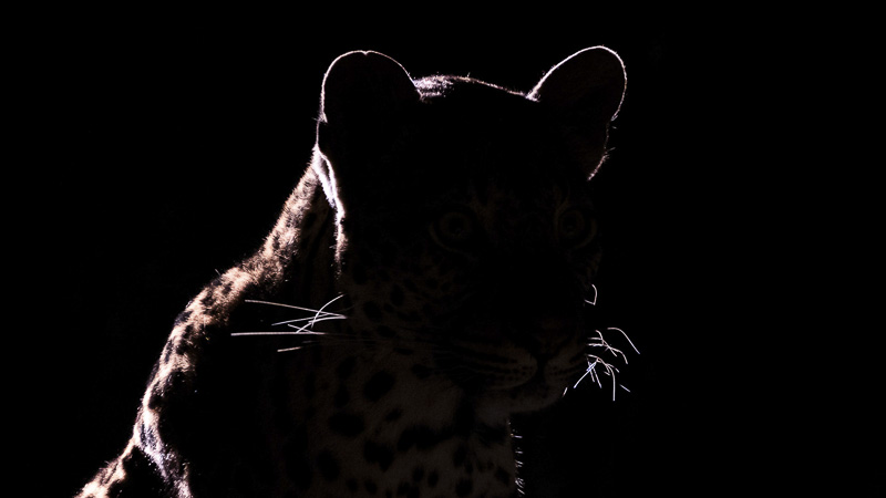 Rich Miller - Backlit Leopard